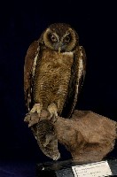 藏品(褐林鴞)的圖片